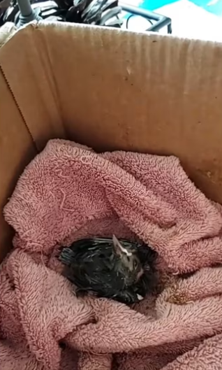 love Mother Nature #wholesome #animals_part2