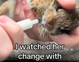 My dog found bunny #wholesome #animals_part2