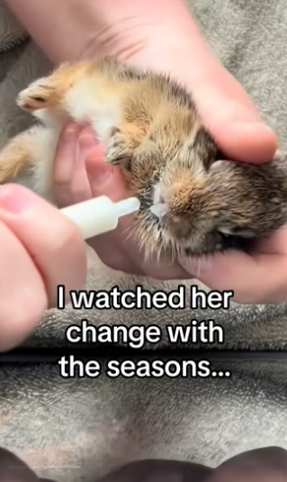 My dog found bunny #wholesome #animals_part2