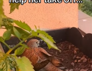 She knew protect her babies #wholesome #hawk_part2