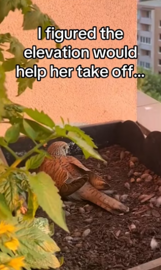 She knew protect her babies #wholesome #hawk_part2