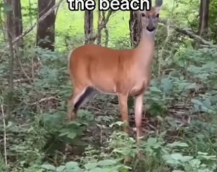 We underestimated their intelligence #wholesome #deer_part2