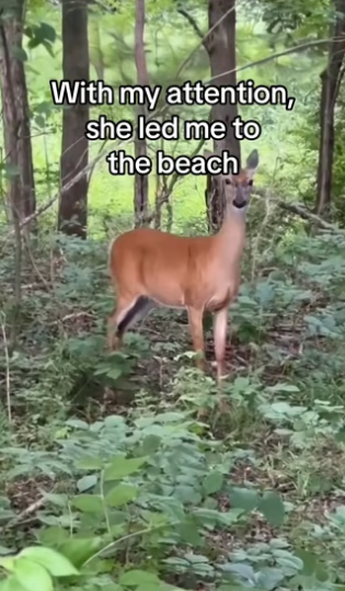 We underestimated their intelligence #wholesome #deer_part2