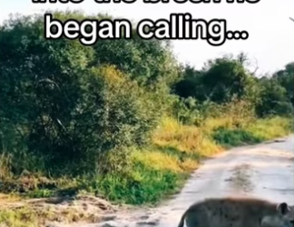 brother ever #wholesome #animals #family_part2