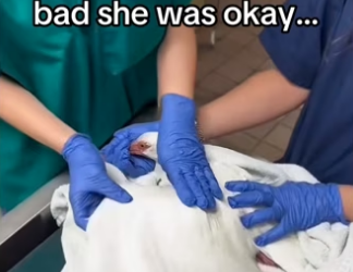 saved bird #wholesome #animals (1)_part2