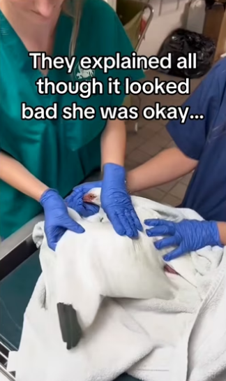 saved bird #wholesome #animals (1)_part2