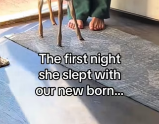 We adopt deer #wholesome #deer_part2