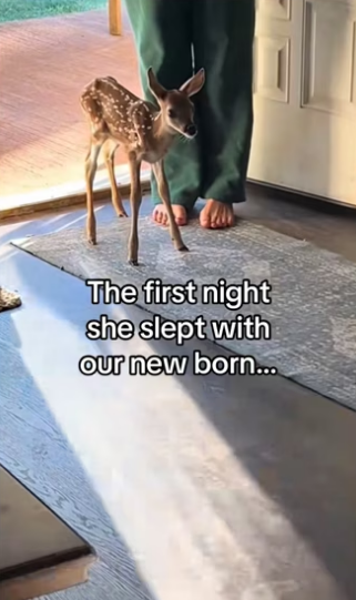 We adopt deer #wholesome #deer_part2