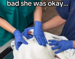 save bird #wholesome #animals _part2