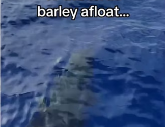 little baby jumps #wholesome #animals_part2