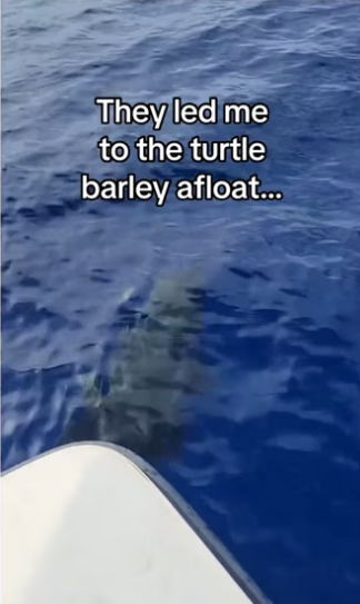 little baby jumps #wholesome #animals_part2