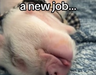 lost my job but got my family back #wholesome #animals_part2