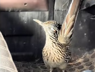 Road runner trains human to help #wholesome #animals_part2