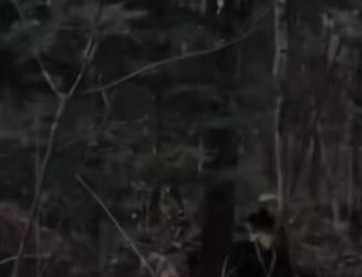 totally would #wholesome #bear_part2