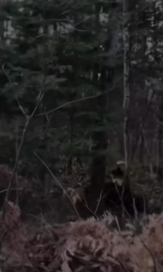 totally would #wholesome #bear_part2