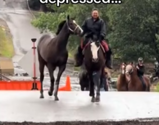 friends forever #wholesome #animals #horse_part2