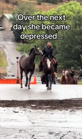 friends forever #wholesome #animals #horse_part2