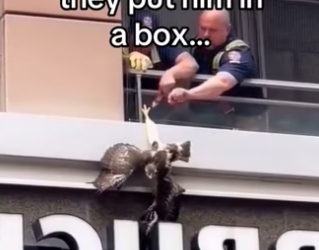 Hawks are extremely intelligent #wholesome #animals_part2