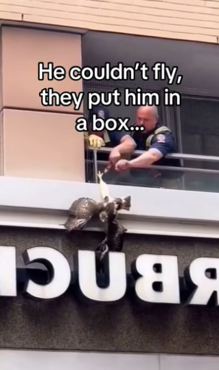 Hawks are extremely intelligent #wholesome #animals_part2