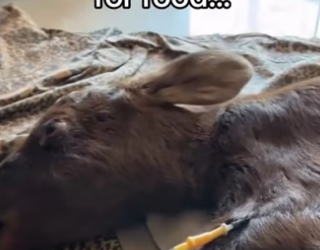 scraps likely mean her mom sacrificed herself #wholesome #animal…_part2