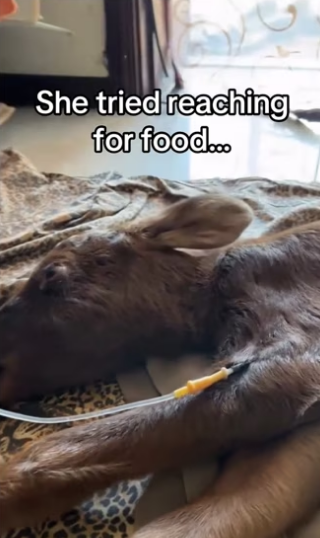 scraps likely mean her mom sacrificed herself #wholesome #animal…_part2