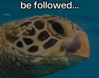 She knew he would help #wholesome #animals_part2