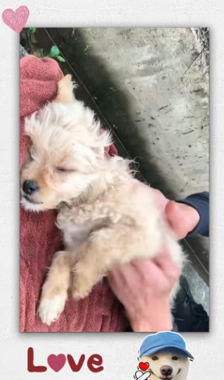 Rescue of dying dog drifting down drain_part2