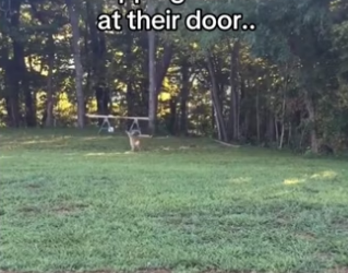 He chose to keep coming back #wholesome #animals_part2