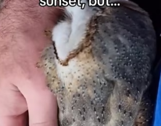 Lil owl made me work #wholesome #animals_part2