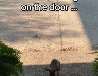 My cat saved fawn #wholesome #animals_part2