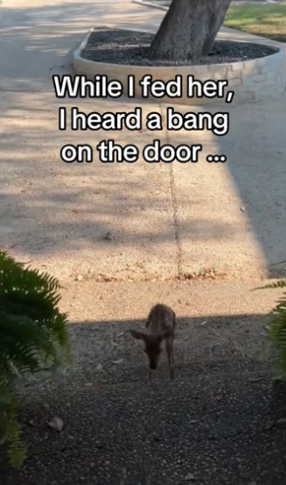 My cat saved fawn #wholesome #animals_part2