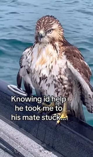 Now see them daily #wholesome #animals_part2