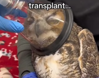They did feather transplant! #wholesome #animals_part2