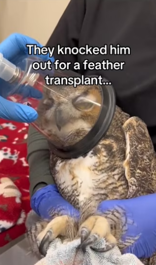 They did feather transplant! #wholesome #animals_part2