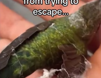 Birds are highly intelligent #wholesome #animals_part2