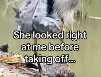 She knew would help! #wholesome #animals_part2