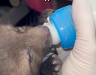 They played in same grass found her #wholesome #animals_part2