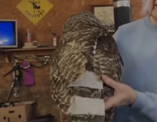 Wait to see it go circle #wholesome #animals_part2