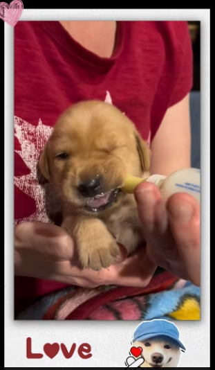 Rescue poor puppy on highway then _part2