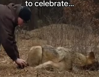 wolves ask man help #wholesome #animals_part2