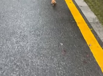 Rescue a kitten with a broken leg and wandering around the streets ca…