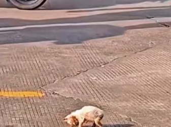 Rescue a kitten. #rescue #rescueanimals #animals #cat #fyp #kitten