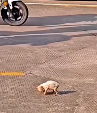 Rescue a kitten. #rescue #rescueanimals #animals #cat #fyp #kitten