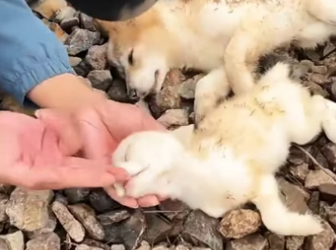 Rescue a puppy on train tracks and then…… #rescue #rescueanimals #res…