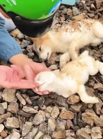 Rescue a puppy on train tracks and then…… #rescue #rescueanimals #res…