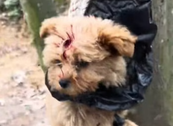 Rescue a puppy �������❤️❤️❤️❤️❤️❤️❤️❤️❤️#rescue #rescueanimals #rescu…