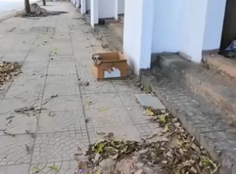 Rescue a puppy. #rescue #rescueanimals #animals #rescuepuppy #fyp #pu…