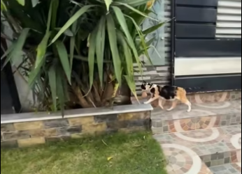 Rescue cat. #rescue #rescuecat #rescueanimals #cat #animals #fyp