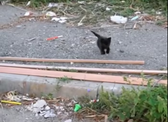 Rescue kitten. #rescue #rescueanimals #rescuecat #kitten #cat #animal…