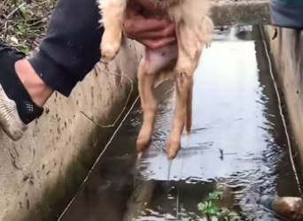 Rescue of a dying dog drifting down a drain ��������❤️❤️❤️❤️❤️❤️❤️❤️❤…